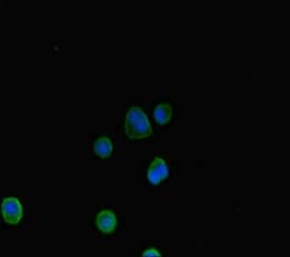 AHR Antibody