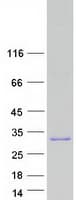 Human PRH2 Protein (Recombinant Myc-DDK (Flag))