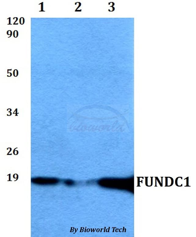 FUNDC1 Antibody
