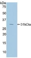 RNH1 Antibody (aa108-358, Biotin)