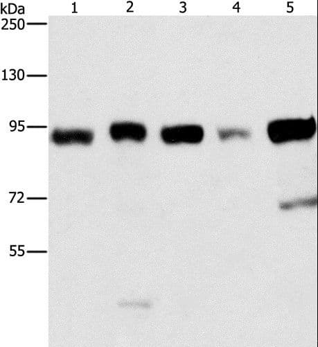 IMMT / Mitofilin Antibody