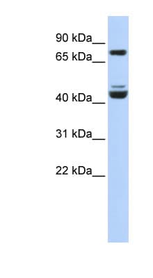 KLF2 Antibody (aa216-265)