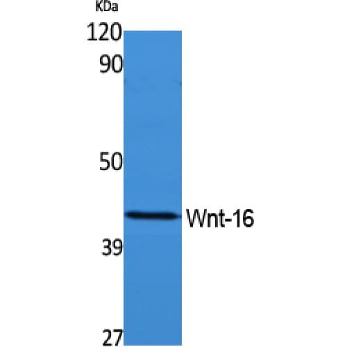 WNT16 Antibody (Internal)