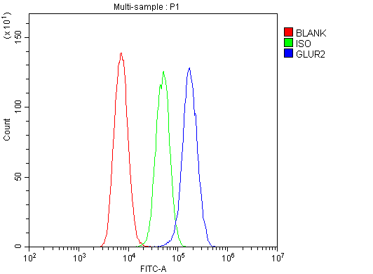 GRIA2 / GLUR2 Antibody (aa25-360)
