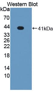 NR1H3 / LXR Alpha Antibody (aa95-434)