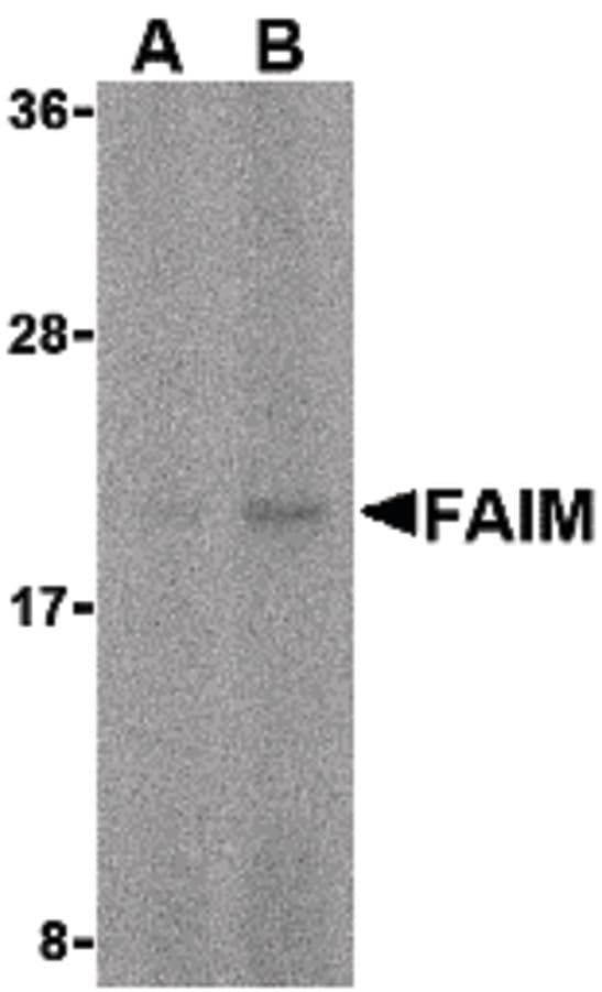 FAIM Antibody
