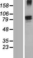FN1 / Fibronectin Protein (Over-Expression Lysate Myc-DDK (Flag))