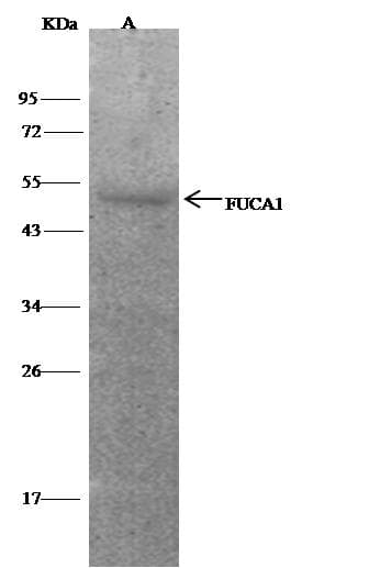 Polyclonal Rabbit anti-Human Alpha Fucosidase / FUCA1 Antibody (Preservative Free, WB)