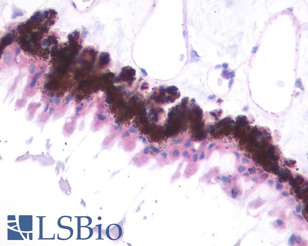 PathPlus™ MTNR1B / MT2 Antibody (Cytoplasmic Domain)