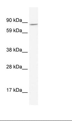 AHR Antibody (N-Terminus)