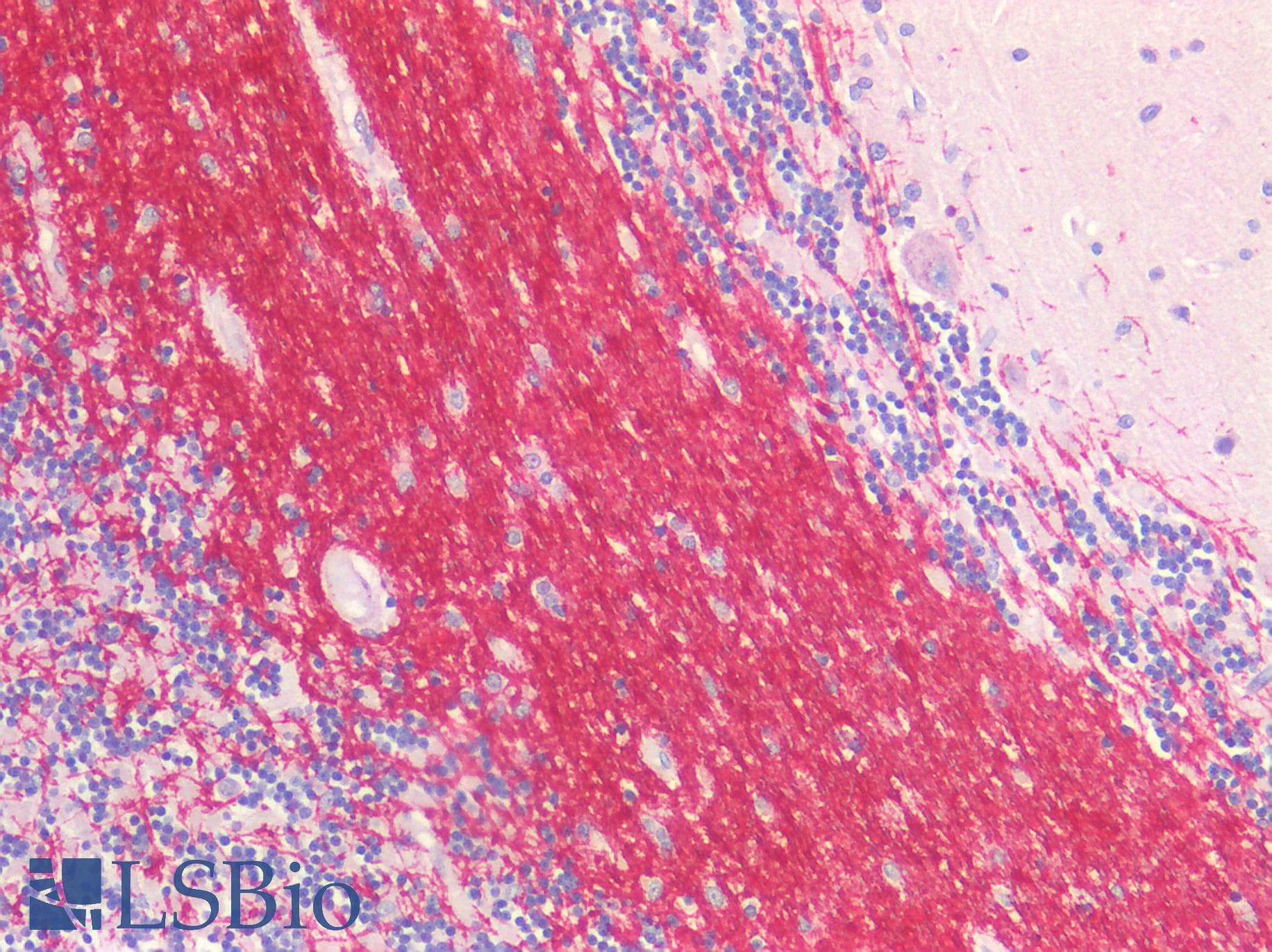 IHC-plus™ MBP / Myelin Basic Protein Antibody