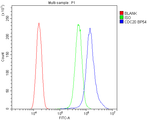 CDC20 Antibody