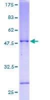 Human SELS Protein (Recombinant GST)