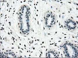 NRBP1 / NRBP Antibody (clone OTI5C3)