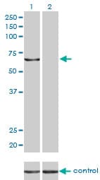 KPNA5 Antibody (clone 1D2)