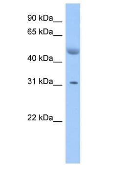 Polyclonal Rabbit anti-Human ATF1 Antibody (aa70-119, WB)