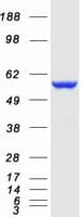Human CYB5R4 Protein (Recombinant Myc-DDK (Flag))