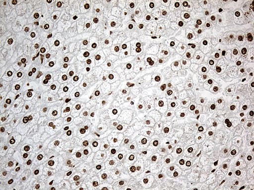 IRF2BP1 Antibody (aa457-584, clone OTI3A6)