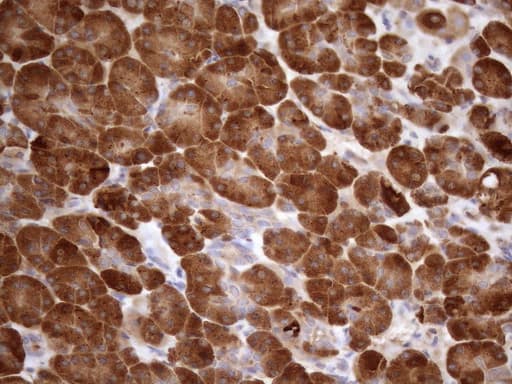 NPPB / BNP Antibody (aa27-102, clone OTI7A8)