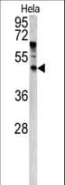 ANGPTL7 / CDT6 Antibody (aa74-104)