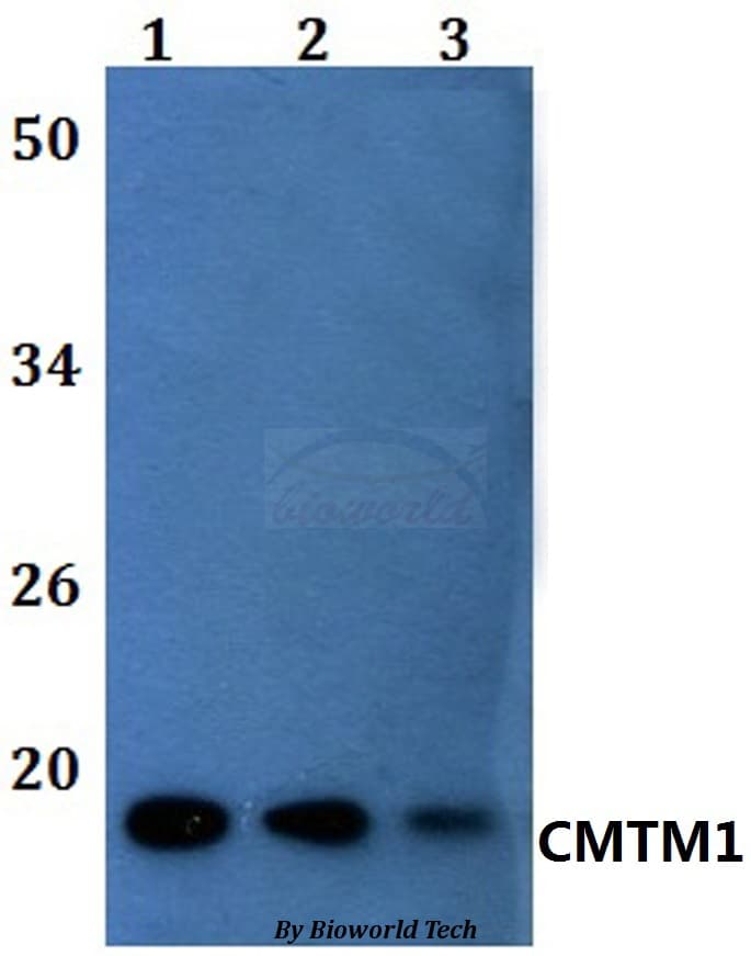 CMTM1 Antibody