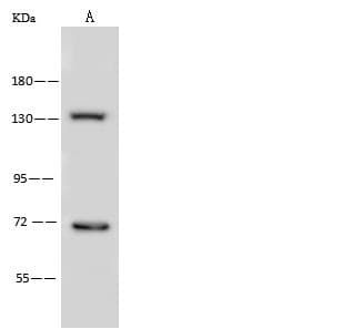 Polyclonal Rabbit anti-Human BUB1 Antibody (WB)