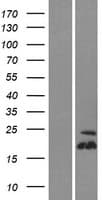 TSPO2 Protein (Over-Expression Lysate Myc-DDK (Flag))