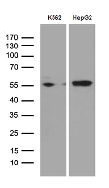 Monoclonal Mouse anti-Human STAU1 / Staufen Antibody (clone OTI5F6, WB)