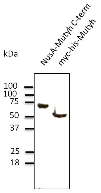 MUTYH / MYH Antibody (C-Terminus)