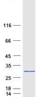 Human GBTS1 / DIRAS1 Protein (Recombinant Myc-DDK (Flag))