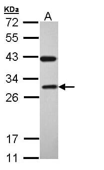 RAB3C Antibody (aa1-227)