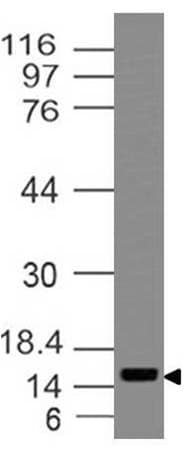 BEX1 Antibody