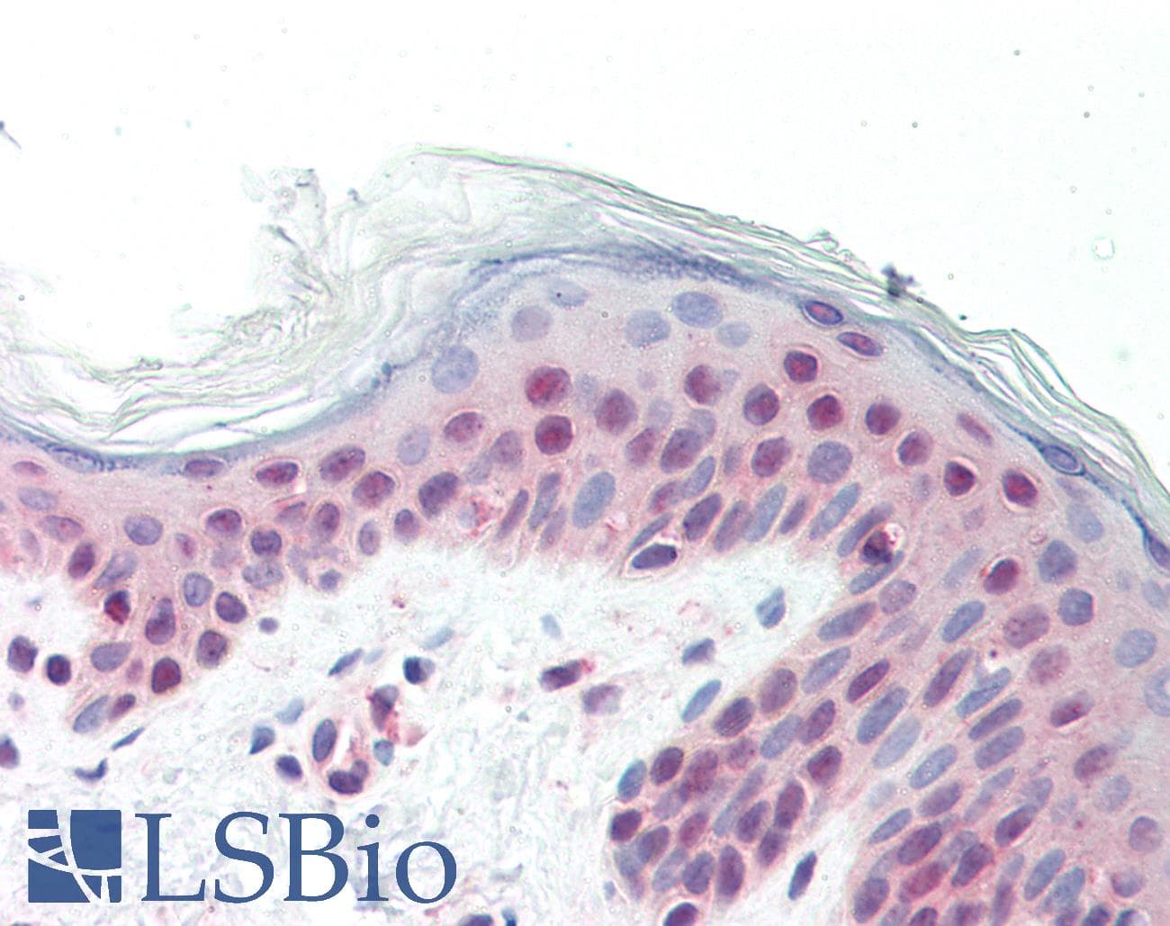 IHC-plus™ Polyclonal Rabbit anti-Mouse STAT3 Antibody (C-Terminus, IHC, WB)