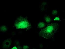 SERPINB1 Antibody (aa77-306, clone OTI1D1, Carrier-free)