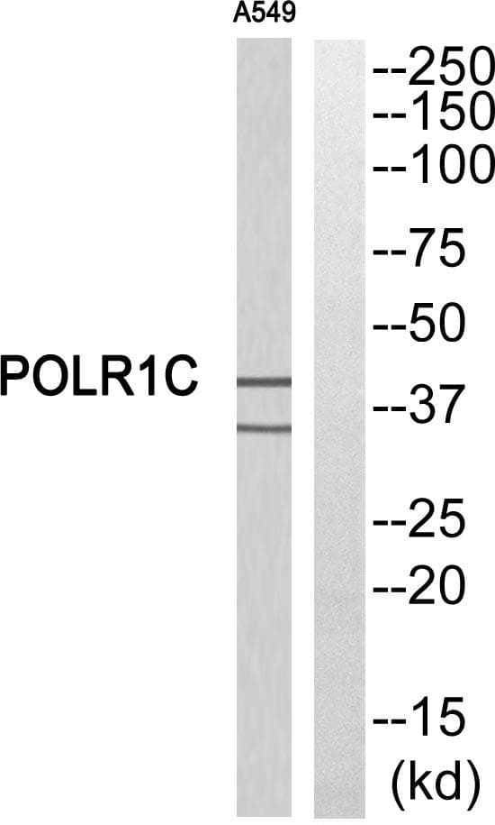 POLR1C / RPA39 Antibody