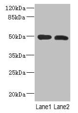 Polyclonal Rabbit anti-Human RGMA Antibody