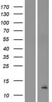 Human BET1L / GS15 Protein (Over-Expression Lysate Myc-DDK (Flag))