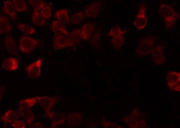 Polyclonal Rabbit anti-Human MRPL54 Antibody (IHC, IF, WB)