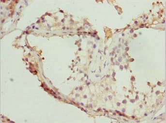 TAF11 Antibody