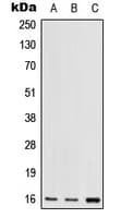 RPS17 / Ribosomal Protein S17 Antibody (N-Terminus)