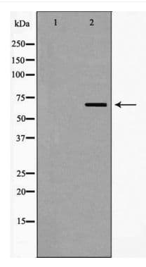 Polyclonal Rabbit anti-Human TRAF3 Antibody (WB)