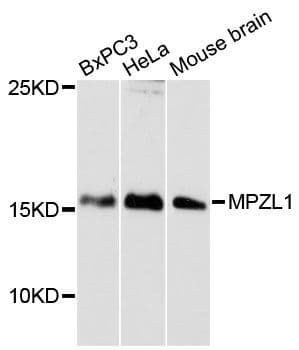 MPZL1 Antibody