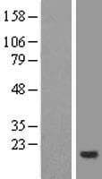CNIH4 / HSPC163 Protein (Over-Expression Lysate Myc-DDK (Flag))