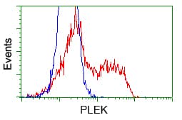 PLEK / Pleckstrin Antibody (clone OTI6H8)