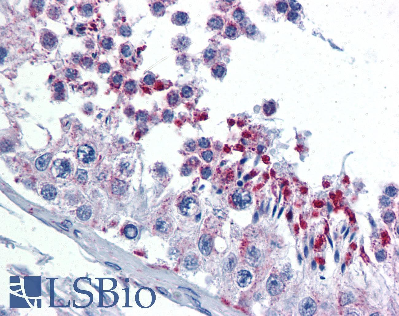 IHC-plus™ Monoclonal Mouse anti-Human GMPS / GMP Synthase Antibody (clone 1D10, IHC, WB)
