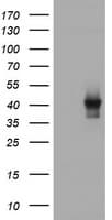 TBCC Antibody (clone OTI1B2)