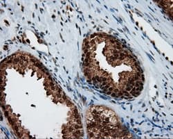BAP / SIL1 Antibody (clone OTI1F9)