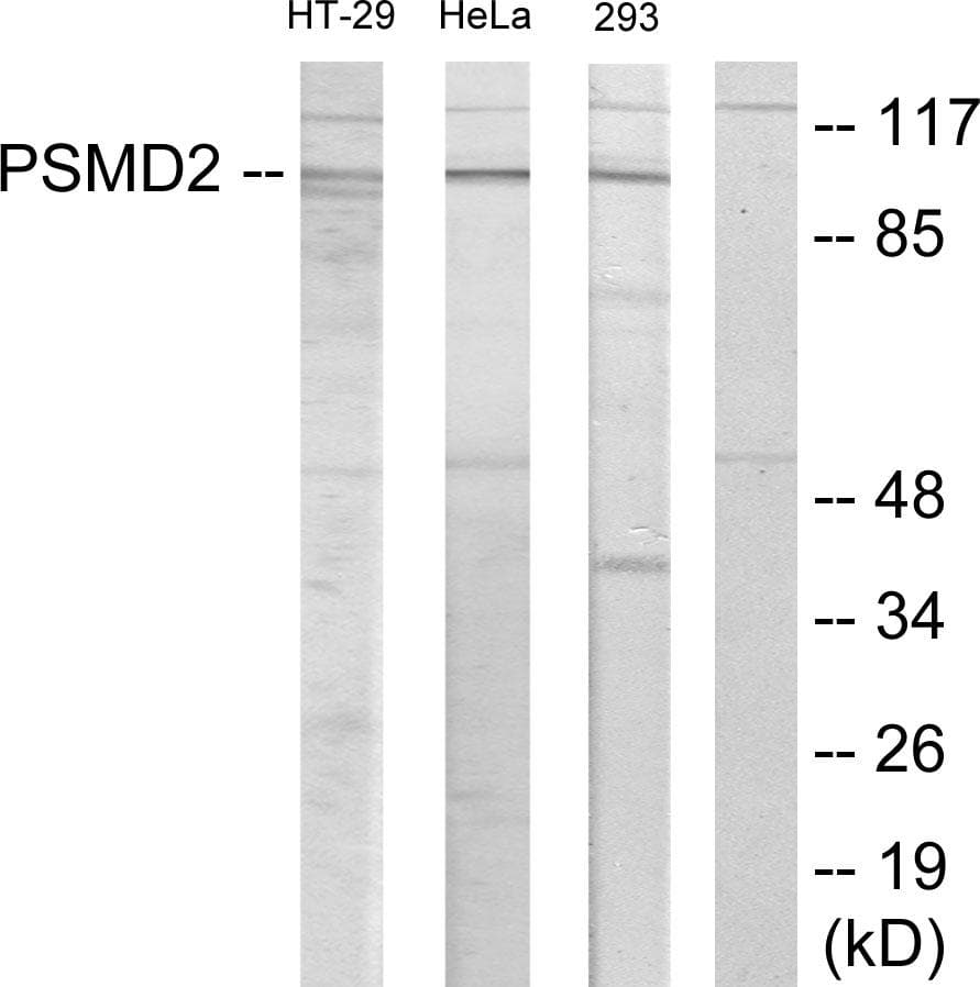 PSMD2 Antibody