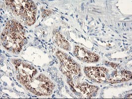 SERPINB2 / PAI-2 Antibody (clone 1F6, Carrier-free)