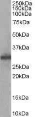 IHC-plus™ SLIM / FHL1 Antibody (aa261-272)